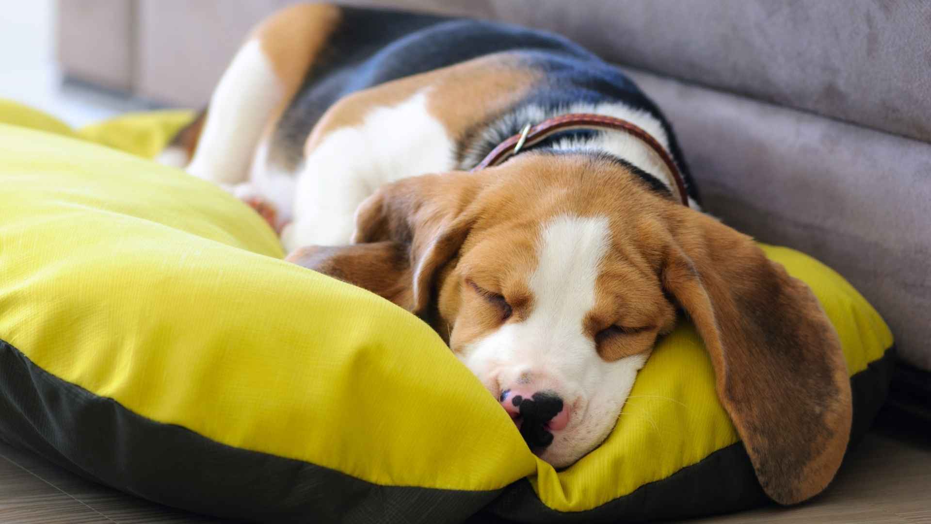כיצד לבחור את מיטת הכלב הטובה ביותר